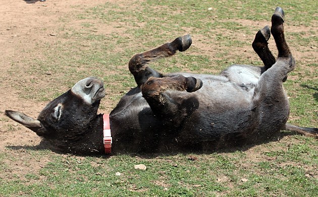 Donkey