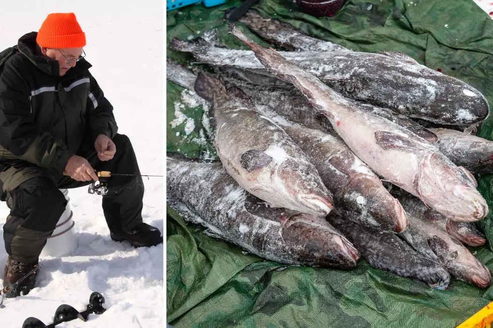 Have You Heard of Burbot? Its the New Ice Fishing Craze