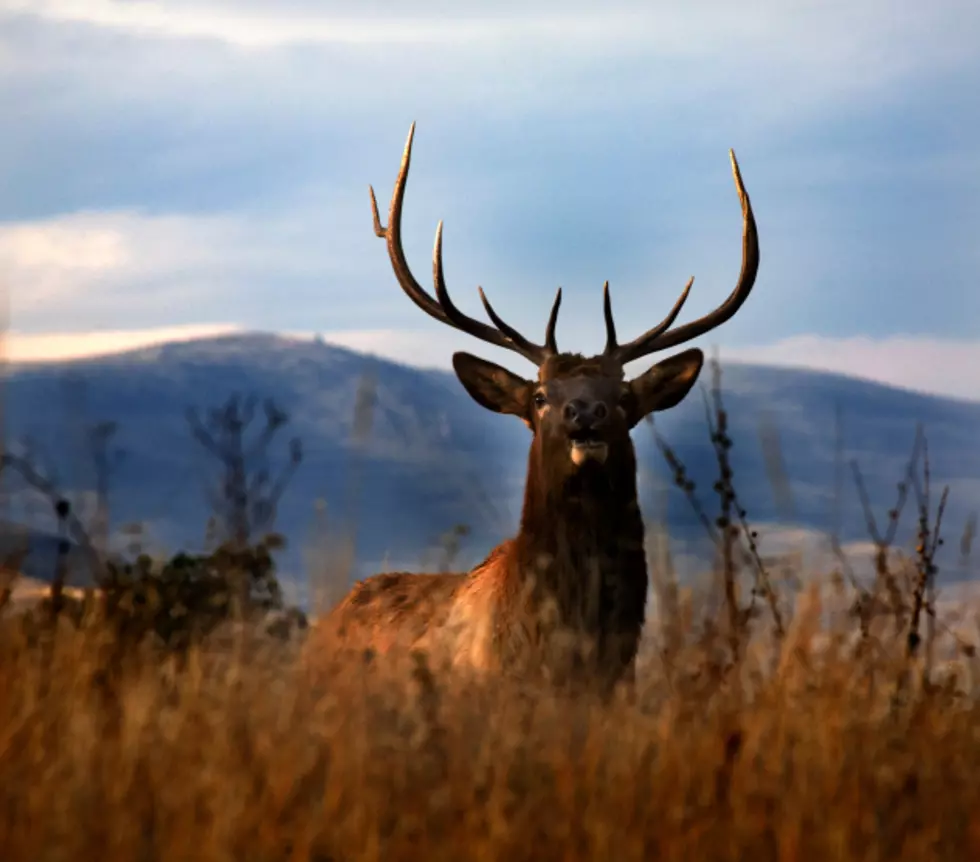 Michigan Hunters Can Now Apply For Bear And Elk Hunting Licenses